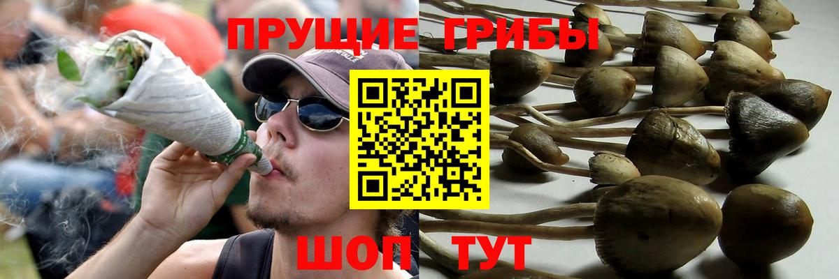Псилоцибиновые грибы Cubensis Кириши